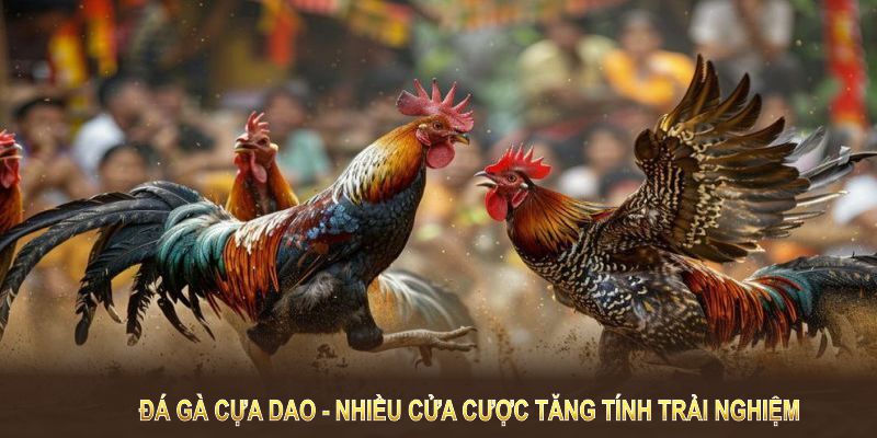 Đá gà cựa dao mang đến nhiều cửa cược tăng tính trải nghiệm