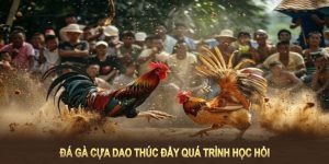 Đá gà cựa dao